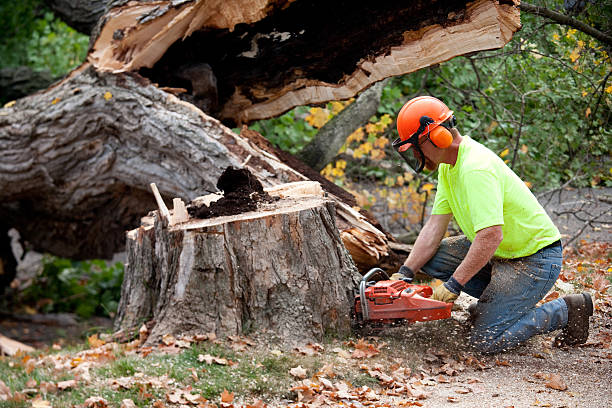 Tree Removal for Businesses in Gooding, ID